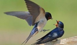 燕子吃芥末瓜视频大全免费观看,免费观看视频大全来袭！